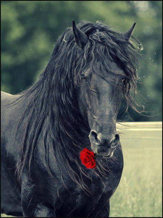 صور حصان – horse photos